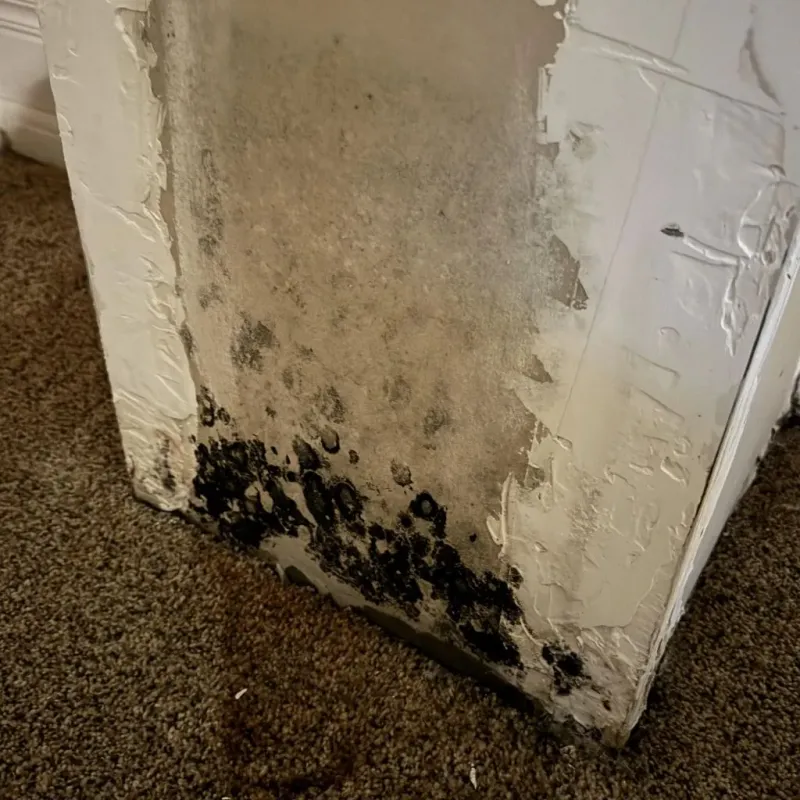 Professional Mold Removal in Diamond, IL